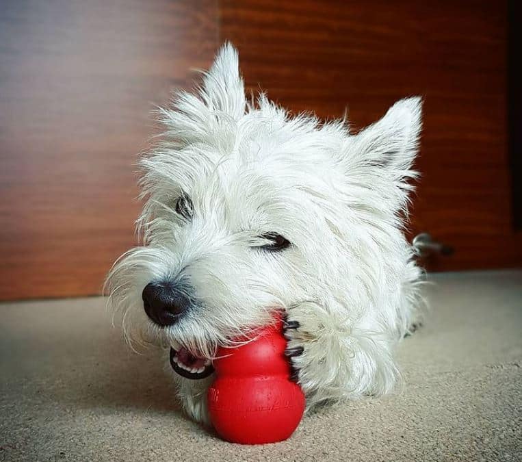 negociosemfoco.com | 5 ideias para abrir uma loja on-line de produtos para pets 5 ideias para abrir uma loja on-line de produtos para pets
