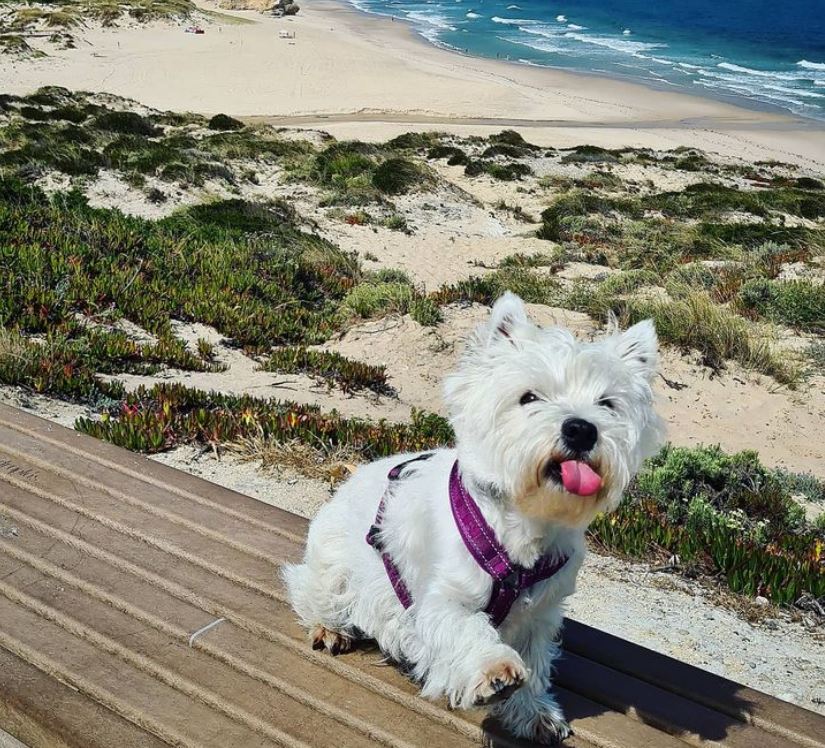 negociosemfoco.com | Pet sitter: como ser encontrado na internet Pet sitter: como ser encontrado na internet